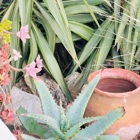 Calanque Lejlighed *